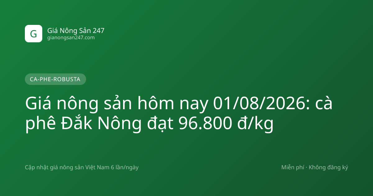 Giá nông sản hôm nay 01/08/2026: cà phê Đắk Nông đạt 96.800 đ/kg