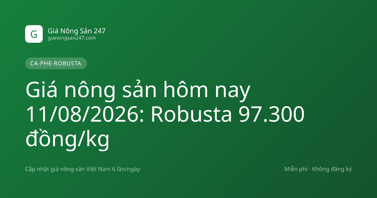 Giá nông sản hôm nay 11/08/2026: Robusta 97.300 đồng/kg