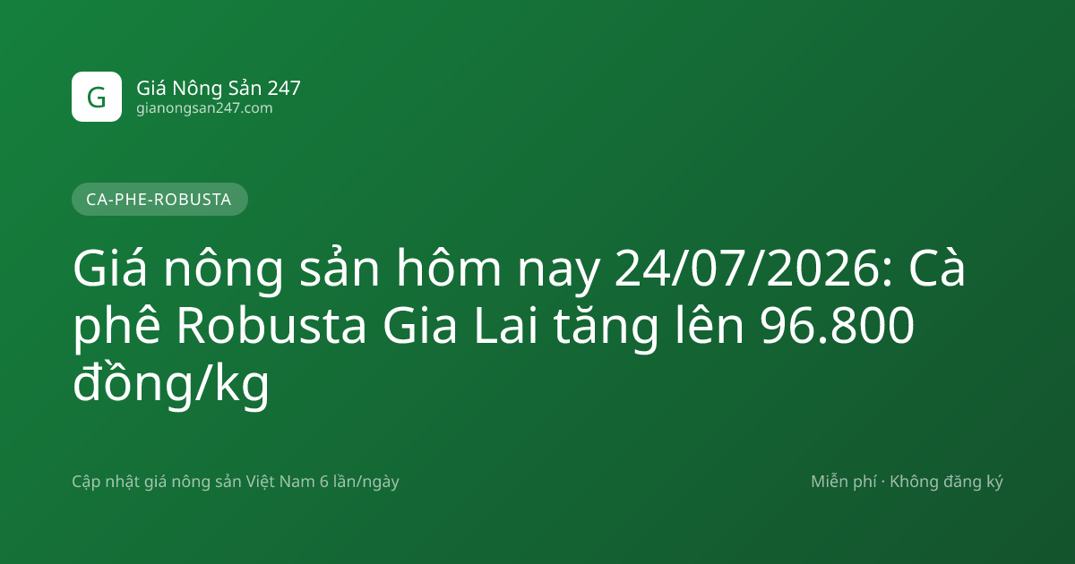 Giá nông sản hôm nay 24/07/2026: Cà phê Robusta Gia Lai tăng lên 96.800 đồng/kg