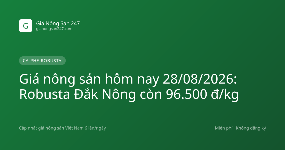 Giá nông sản hôm nay 28/08/2026: Robusta Đắk Nông còn 96.500 đ/kg