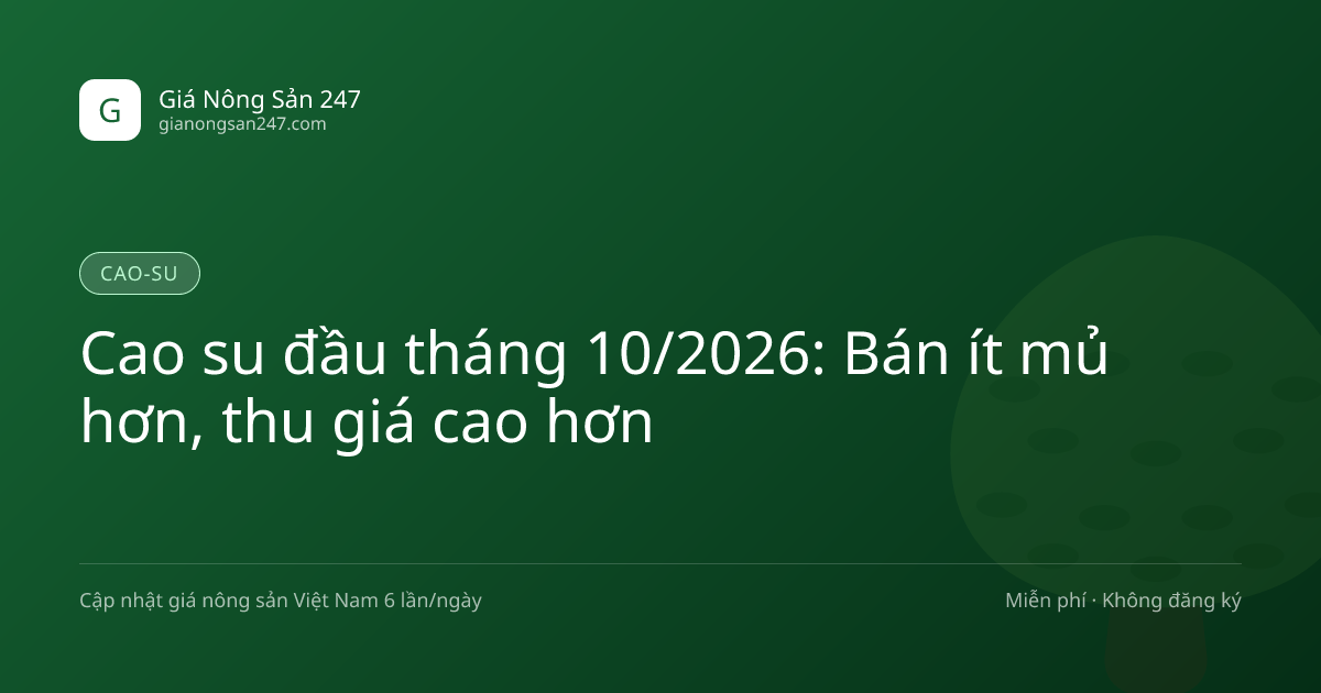 Cao su đầu tháng 10/2026: Bán ít mủ hơn, thu giá cao hơn